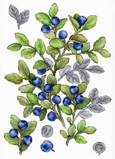 Черника (28*20 см)